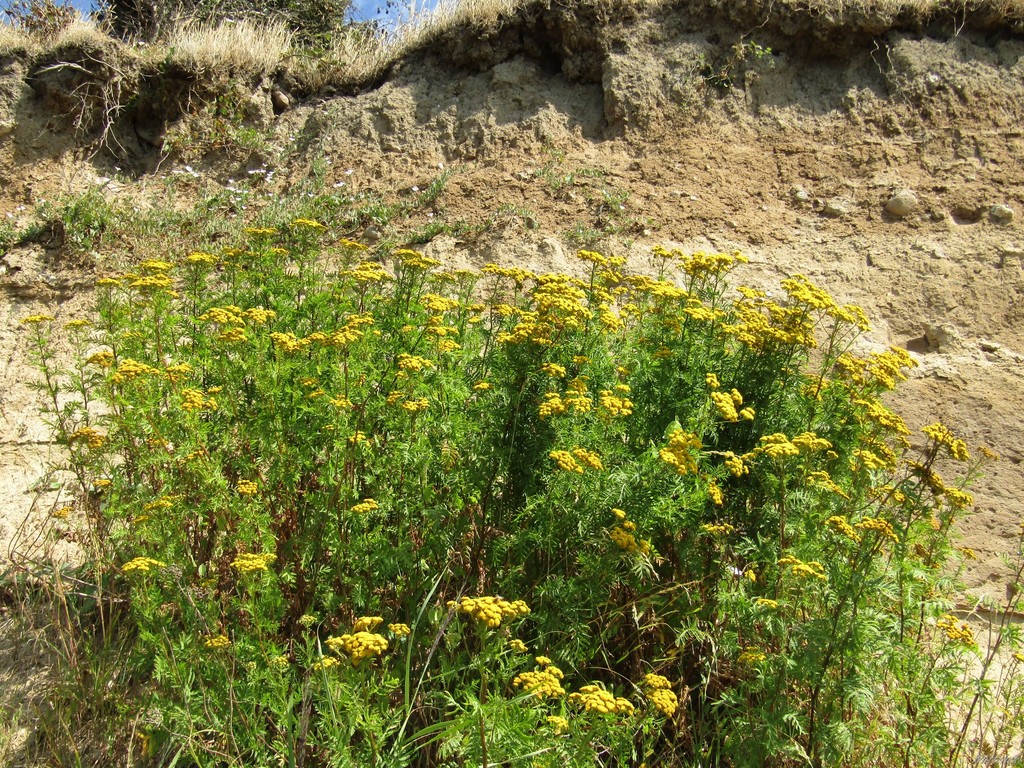 Tanacetum vulgare (Common tansy), non-native California herb