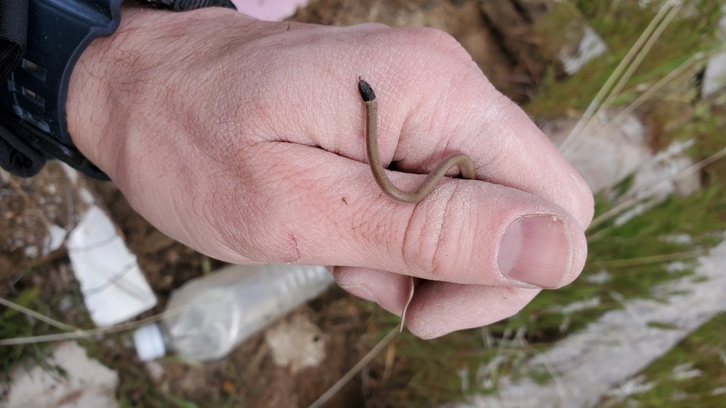 Tantilla hobartsmithi (Smith's Black-Headed Snake), California species