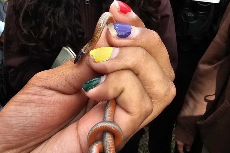 Tantilla planiceps (Western Black-Headed Snake), California species