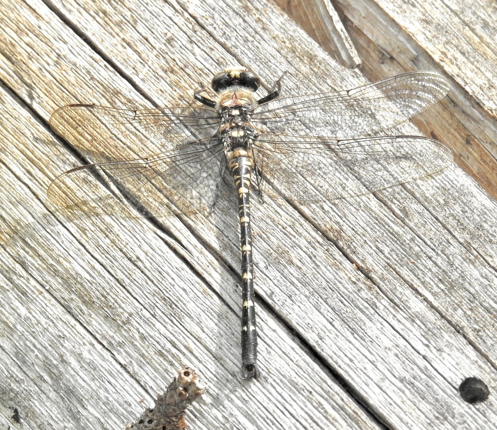 Tanypteryx hageni (Black Petaltail), California species
