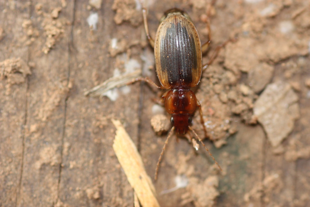 Tanystoma maculicolle (Tule Beetle), California species