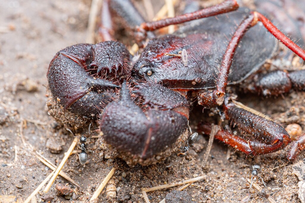 Tapinoma sessile (Odorous House Ant), California species