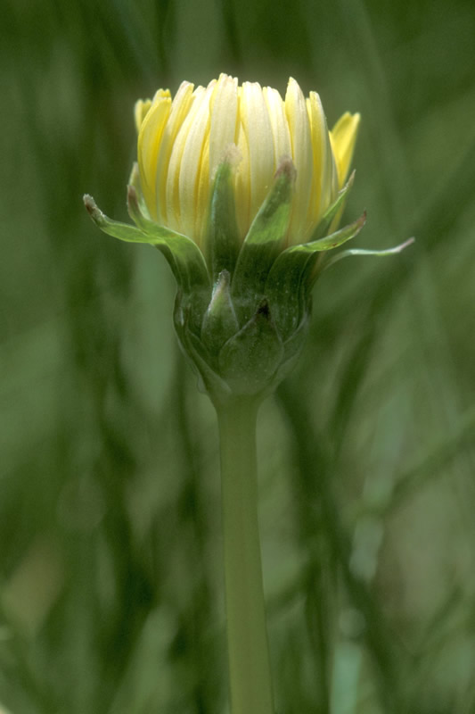 Taraxacum californicum (California dandelion), native California herb