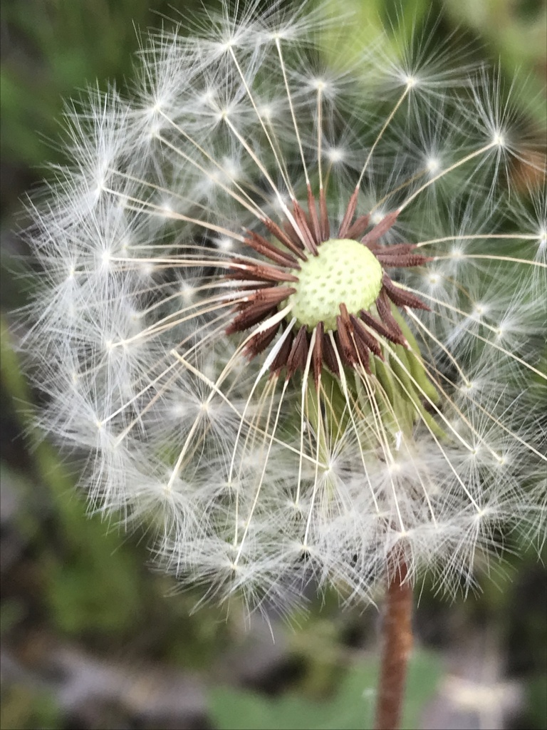 Taraxacum erythrospermum (Red-seeded dandelion), non-native California perennial