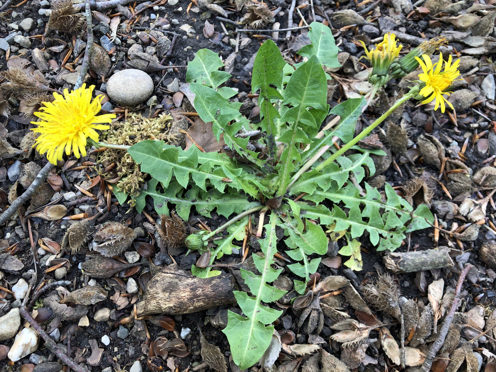 Taraxacum officinale (Common dandelion), non-native California herb