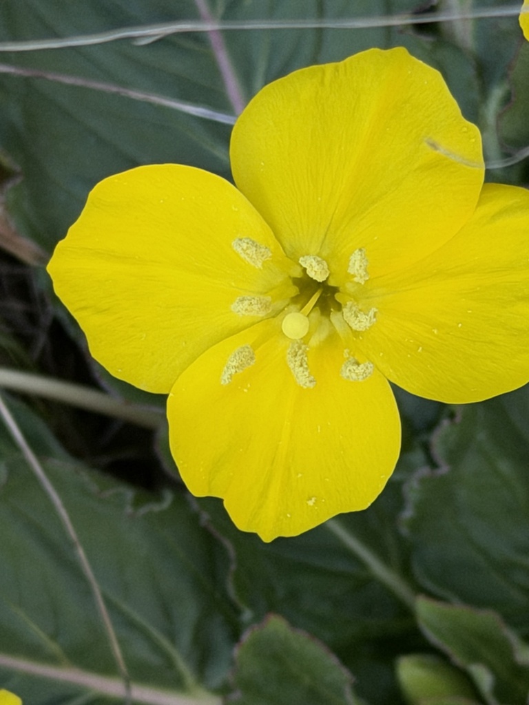 Taraxia ovata (Goldeneggs), native California herb