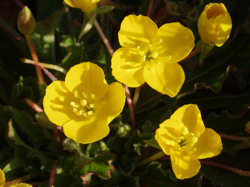 Taraxia sp., native California perennial