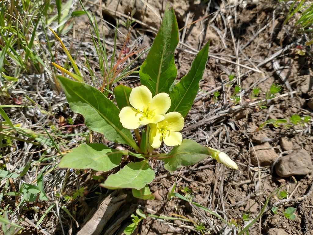 Taraxia subacaulis (Long leaved suncup), native California herb