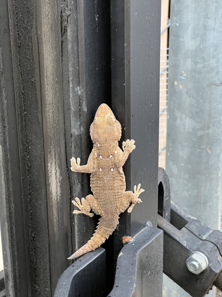 Tarentola annularis (Ringed Wall Gecko), California species