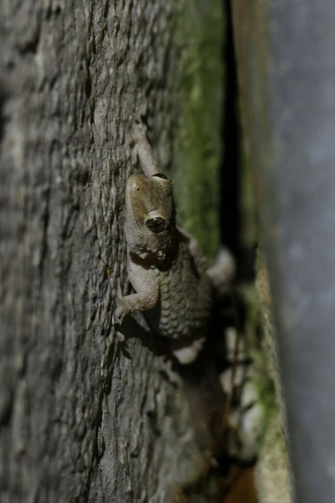 Tarentola mauritanica (Moorish Wall Gecko), California species
