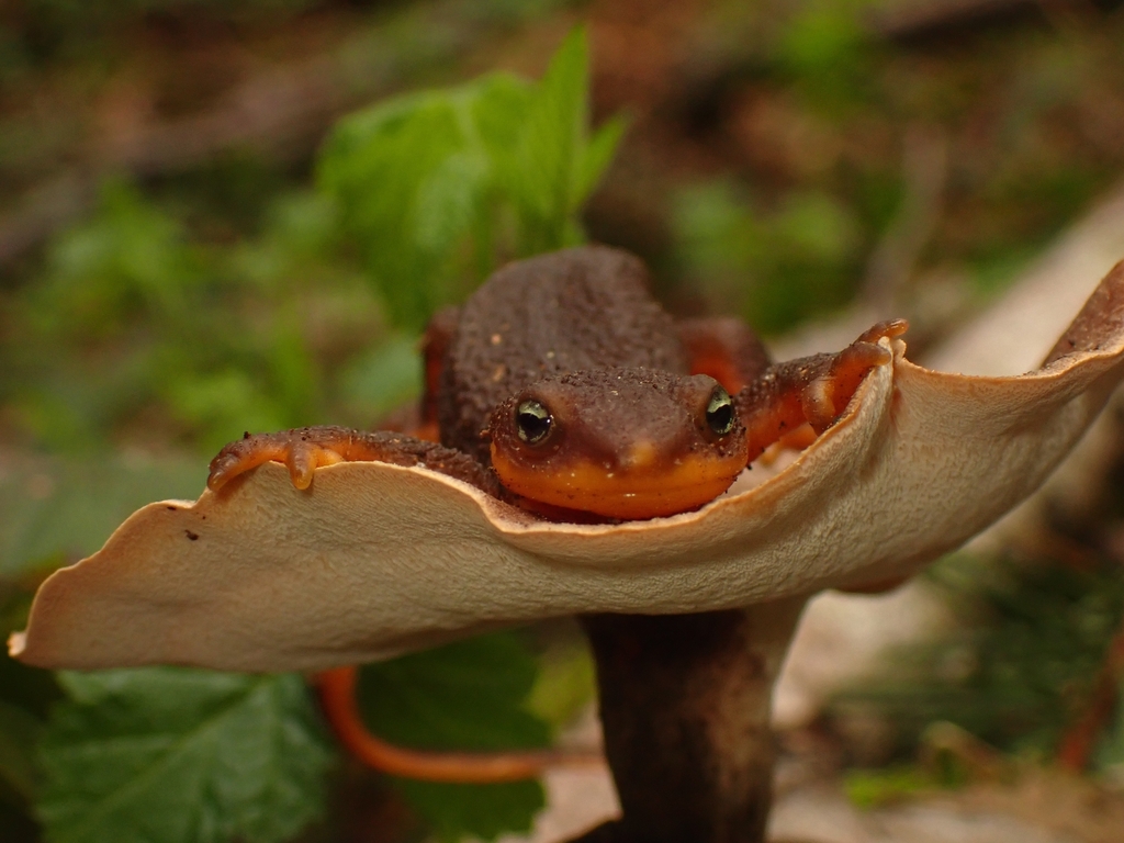 Taricha granulosa (Rough-Skinned Newt), California species