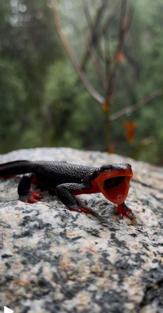 Taricha rivularis (Red-bellied Newt), California species