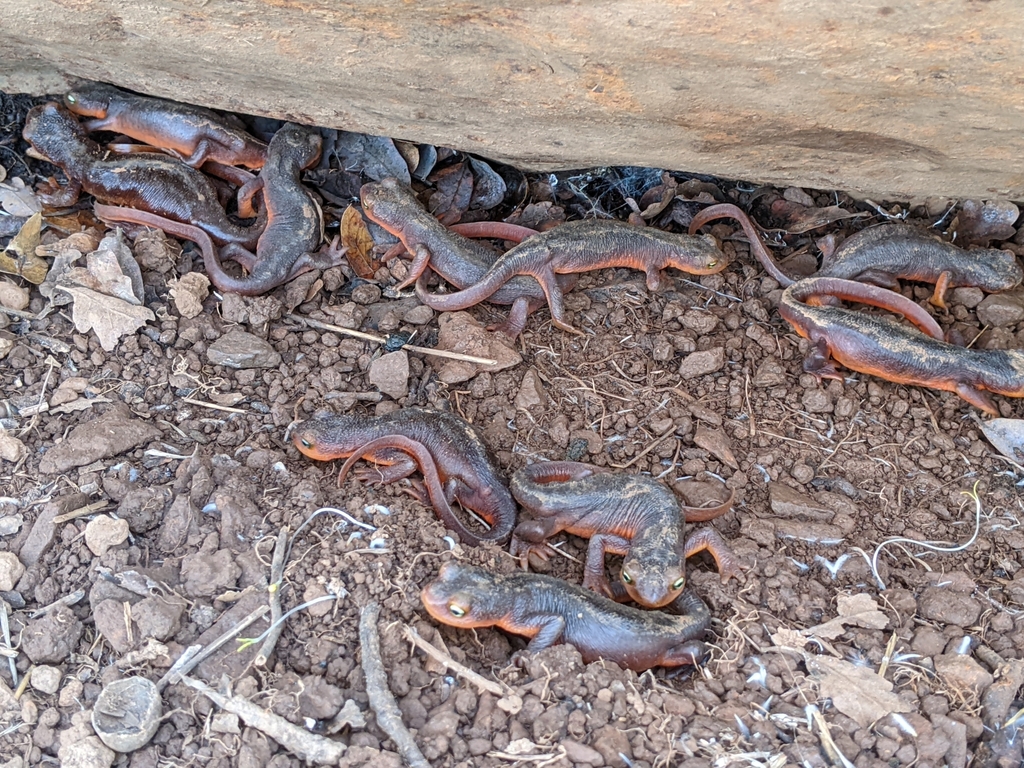 Taricha sierrae (Sierra Newt), California species