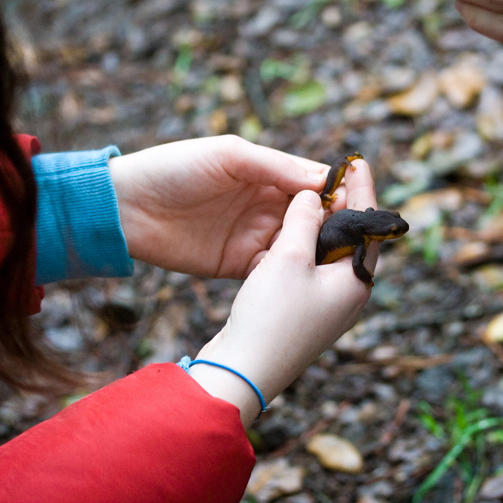 Taricha torosa (California Newt), California species