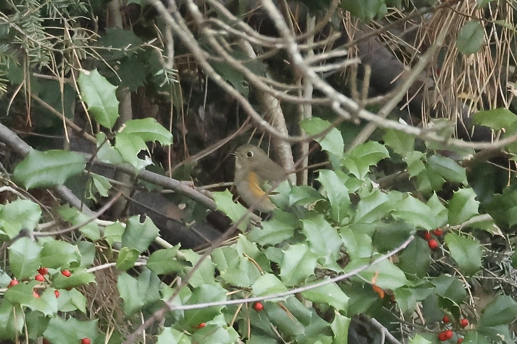Tarsiger cyanurus (Red-flanked Bluetail), California species