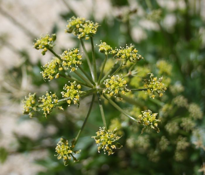 Tauschia arguta (Southern tauschia), native California herb