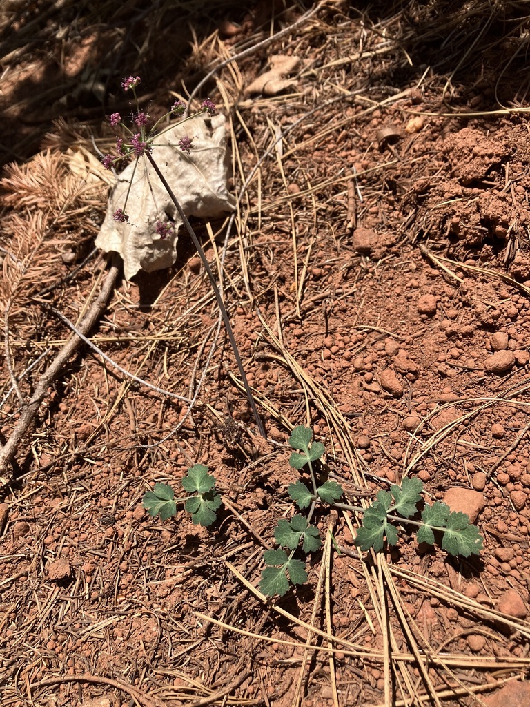 Tauschia glauca (Glaucous tauschia), native California herb