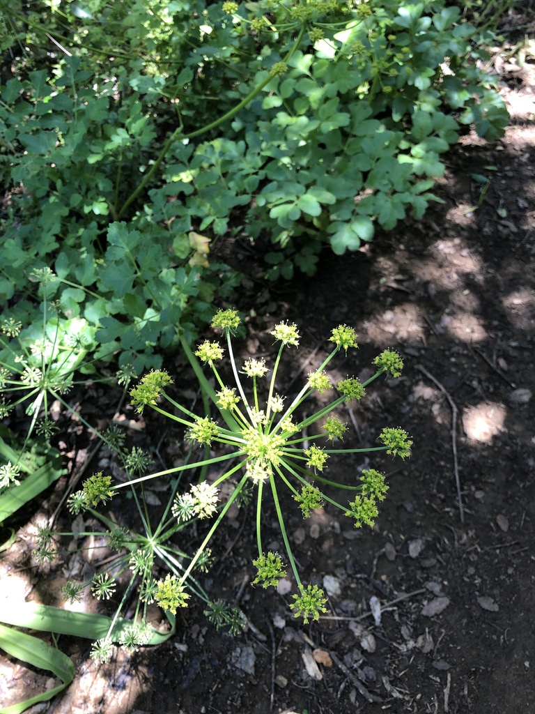 Tauschia hartwegii (Hartweg's tauschia), native California herb