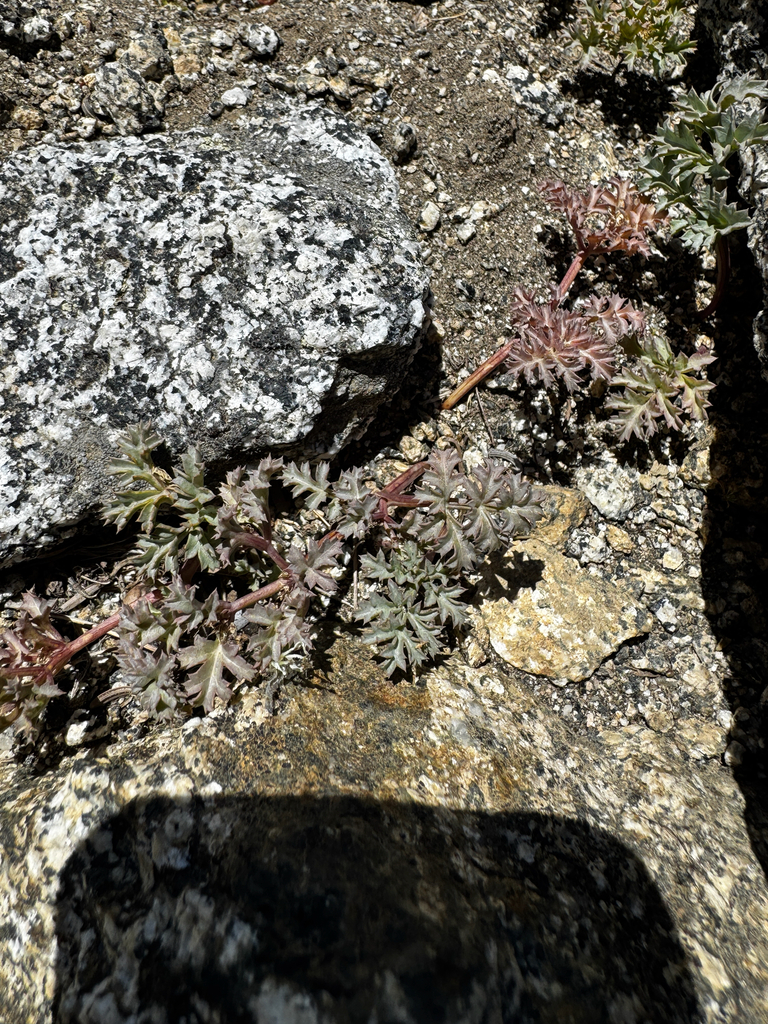 Tauschia howellii (Howell's tauschia), native California herb