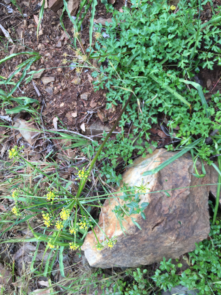 Tauschia kelloggii (Kellogg's tauschia), native California herb