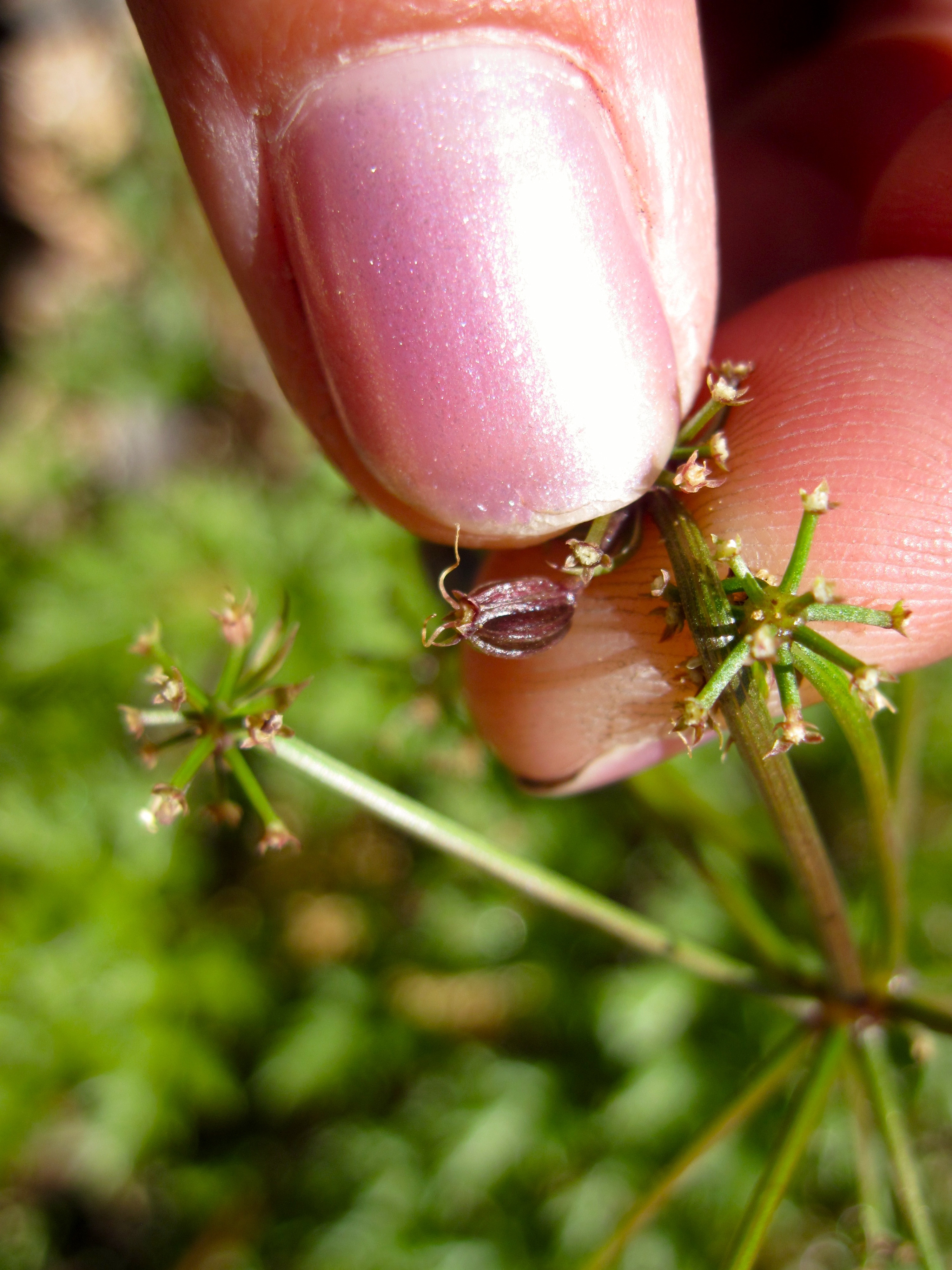 Tauschia parishii (Parish's tauschia), native California herb