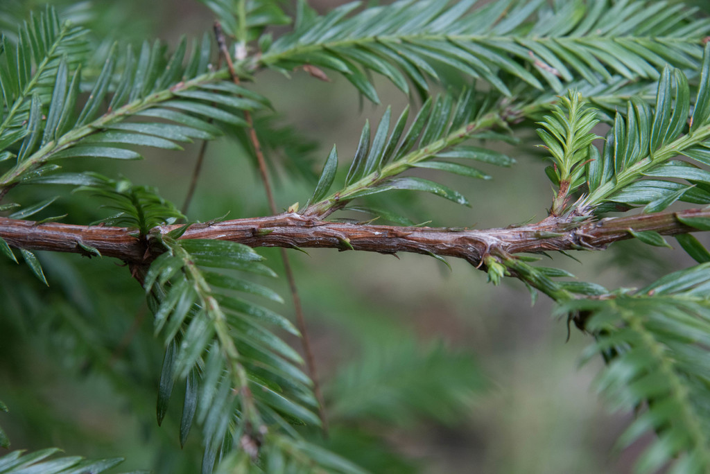 Taxus brevifolia (Pacific yew), native California tree