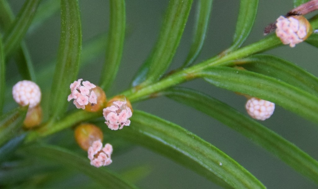 Taxus sp. (Yew), non-native California shrub