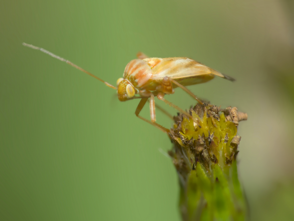 Taylorilygus apicalis (Broken-backed Bug), California species