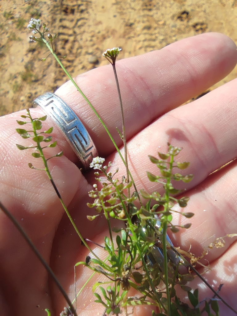 Teesdalia coronopifolia (Lesser shepherds cress), non-native California herb