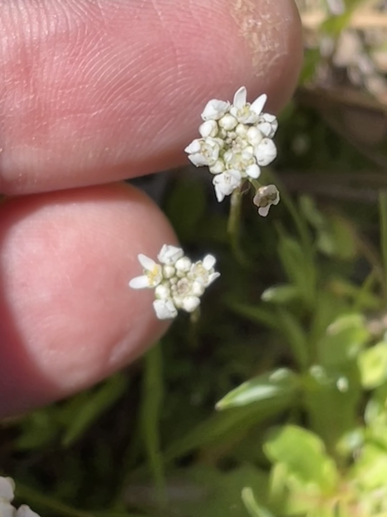 Teesdalia nudicaulis (Barestem teesdalia), non-native California herb