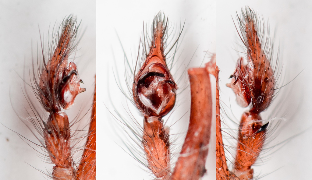 Tegenaria domestica (Barn Funnel Weaver), California species