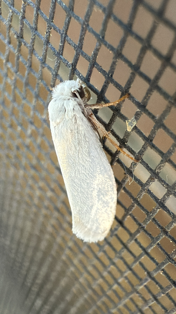 Tegeticula yuccasella (Yucca Moth), California species