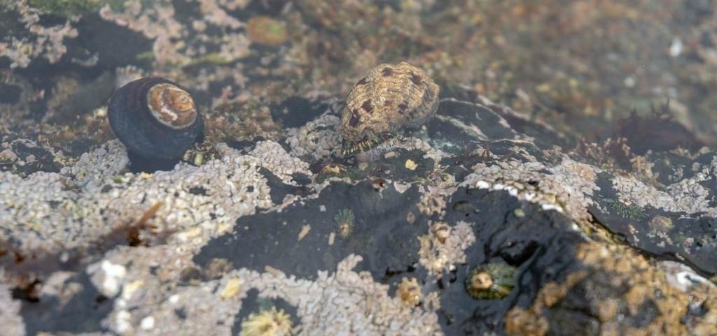 Tegula funebralis (Black Tegula), California species