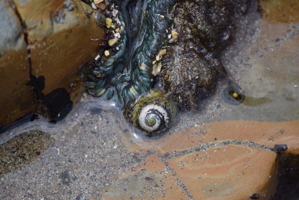 Tegula gallina (Speckled Tegula), California species