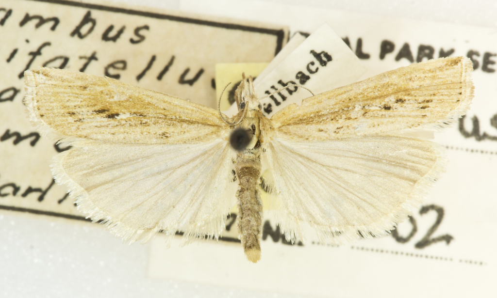 Tehama bonifatella (Western Lawn Moth), California species