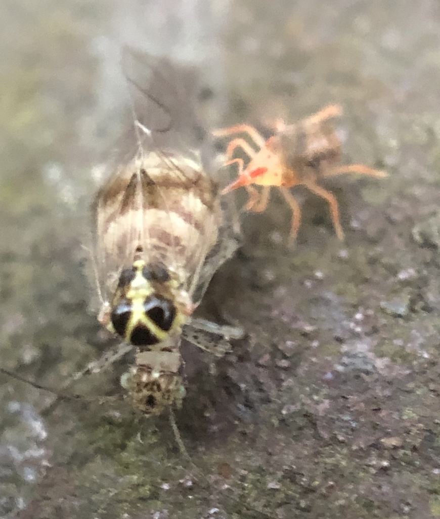 Teliapsocus conterminus, California species