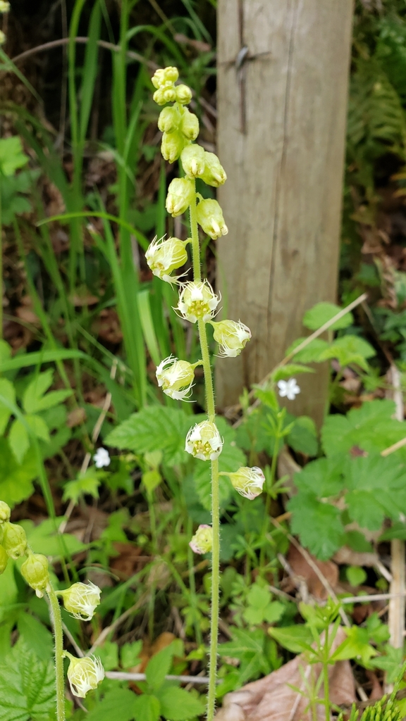 Tellima grandiflora (Bigflower tellima), native California herb