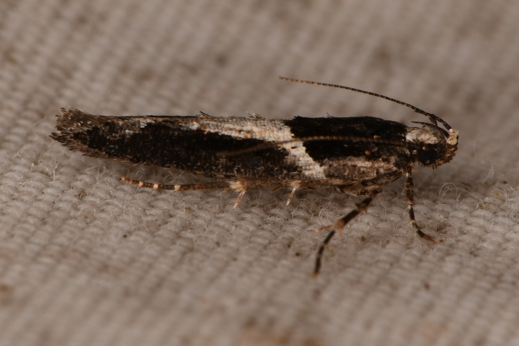 Telphusa sedulitella (No common name), California species