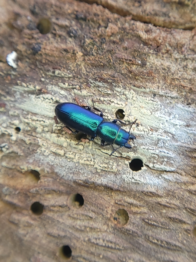 Temnoscheila chlorodia (Pine Trogossitid Beetle), California species