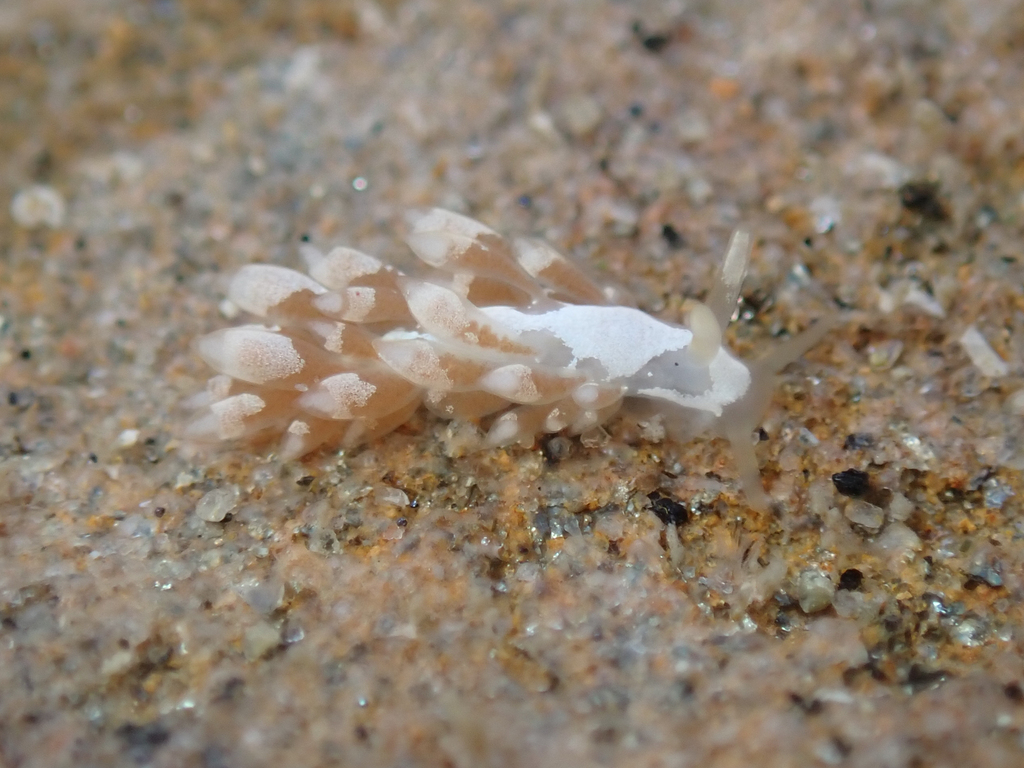 Tenellia albocrusta (White-crusted Aeolid), California species