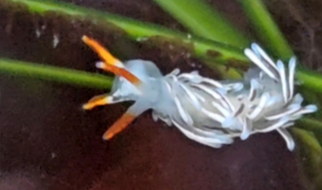 Tenellia spadix, California species