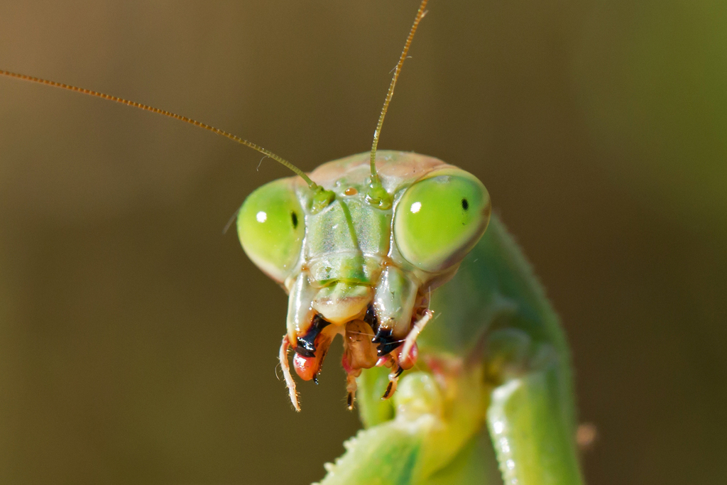 Tenodera sinensis (Chinese Mantis), California species