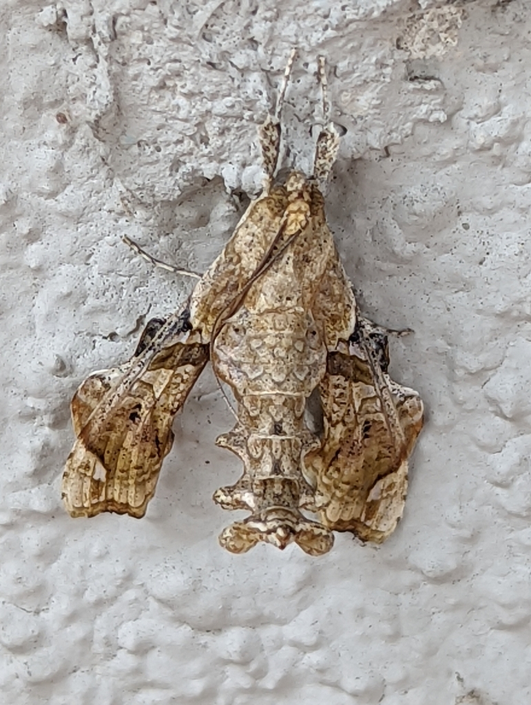 Terastia meticulosalis (Erythrina Stem Borer), California species
