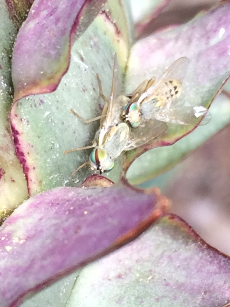 Terellia fuscicornis (Artichoke Fly), California species