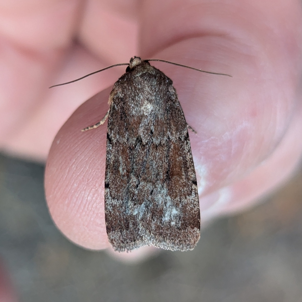 Tesagrotis piscipellis, California species