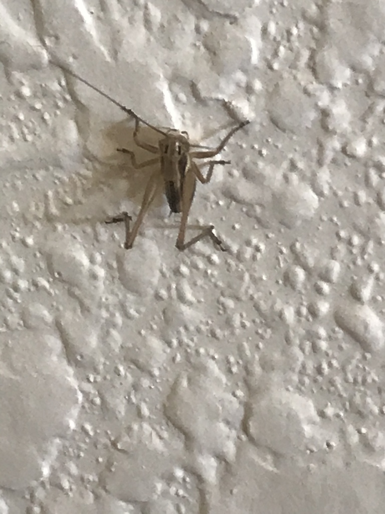 Tessellana tessellata (Brown-spotted Bush-cricket), California species