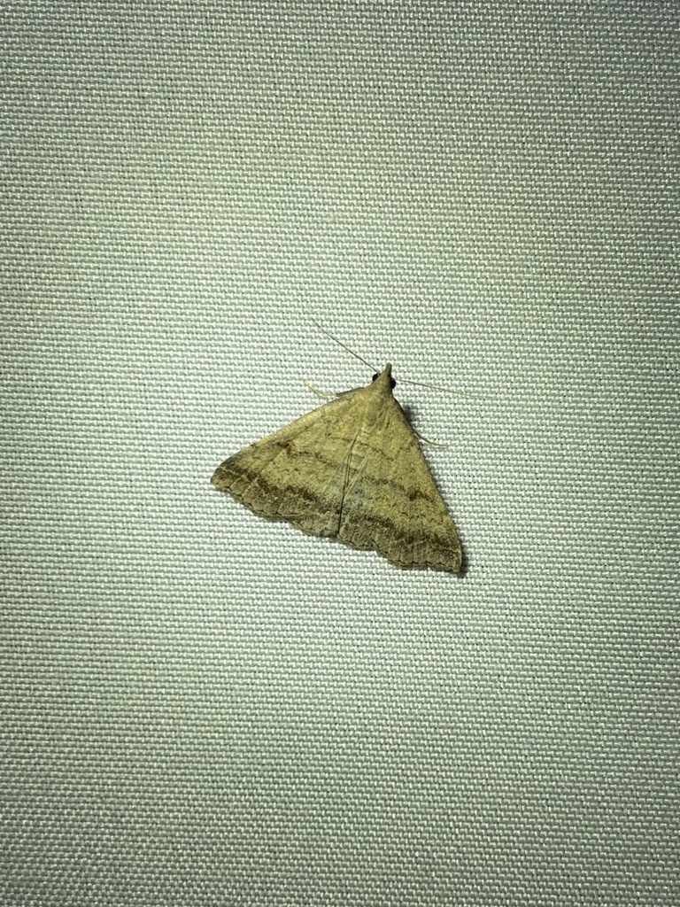 Tetanolita palligera, California species