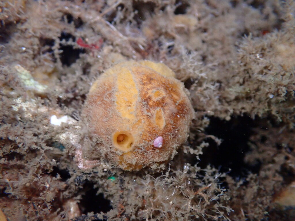 Tethya californiana (Orange puffball sponge), California species