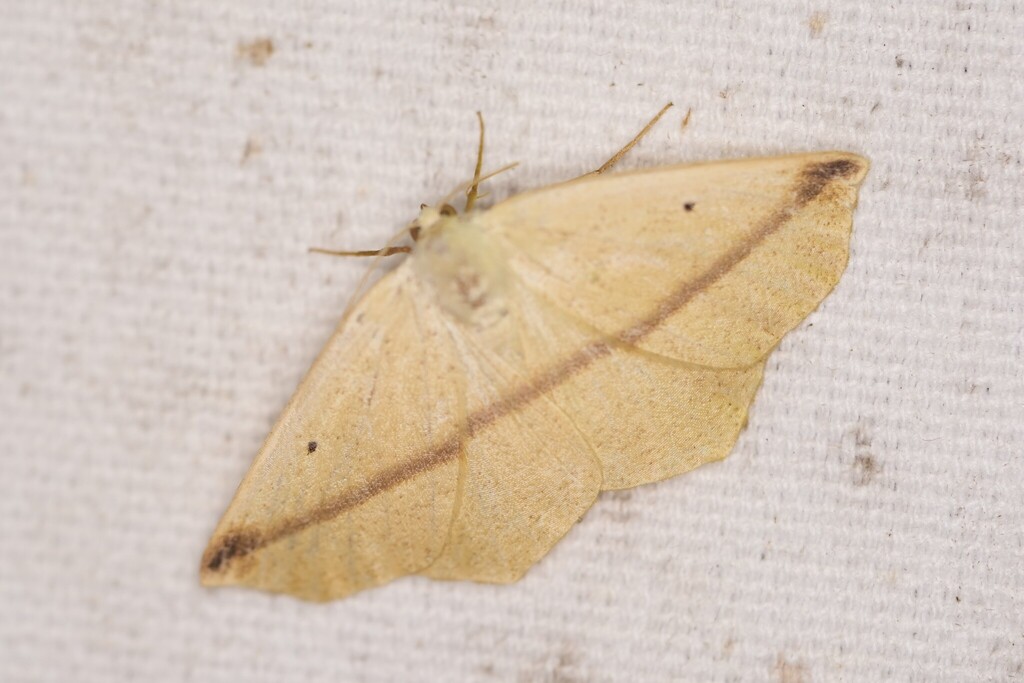 Tetracis australis, California species
