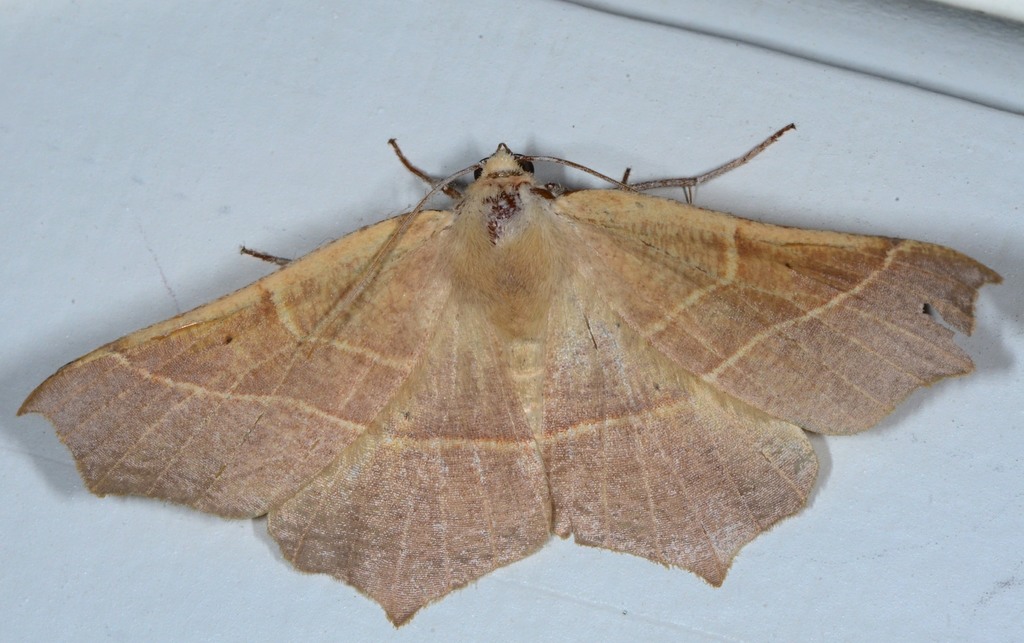 Tetracis cervinaria, California species